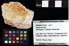 Foto (Objket + Etiketten) von Decapoda indet. 